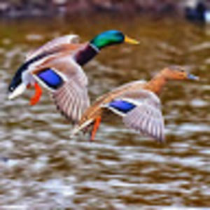 Meet your Posher, Mike